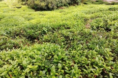 Tea plantation - Tea bushes