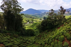 Tea plantation - Valley