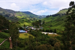Tea plantation - Workers' village