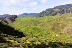 Cameron Valley Tea Plantation - 01