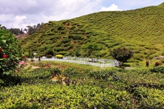 Cameron Valley Tea Plantation - 23