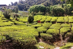 Cameron Valley Tea Plantation - 24