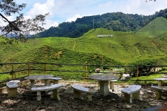 Cameron Valley Tea Plantation - 25