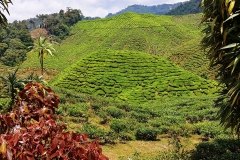 Cameron Valley Tea Plantation - 26