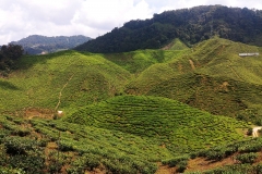 Cameron Valley Tea Plantation - 27