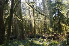 Cathedral Grove - 01