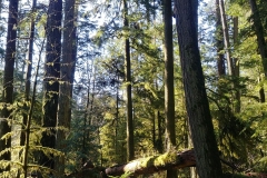 Cathedral Grove - 02