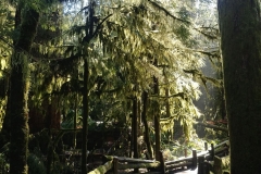 Cathedral Grove - 05