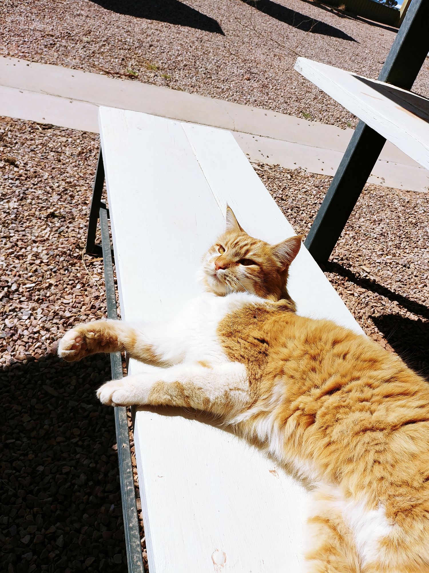 Coober Pedy - Cat - Sunshine