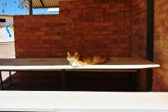Coober Pedy - Cat - Table