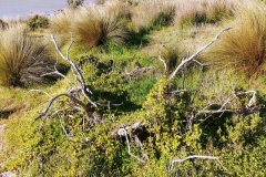 Coorong National Park - Jack Point 05