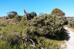 Coorong National Park - Jack Point 07
