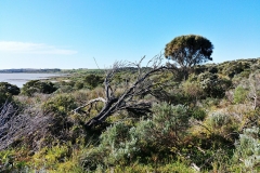 Coorong National Park - Jack Point 09