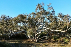 Coorong National Park - Lakes Nature Trail - 18