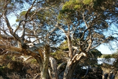 Coorong National Park - Lakes Nature Trail - 19