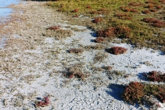 Coorong National Park - Lakes Nature Trail - Pipe Clay Lake - 04