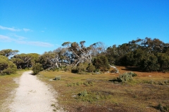 Coorong National Park - Lakes Nature Trail - Pipe Clay Lake - 07