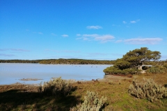 Coorong National Park - Lakes Nature Trail - Pipe Clay Lake - 10 - Black swans