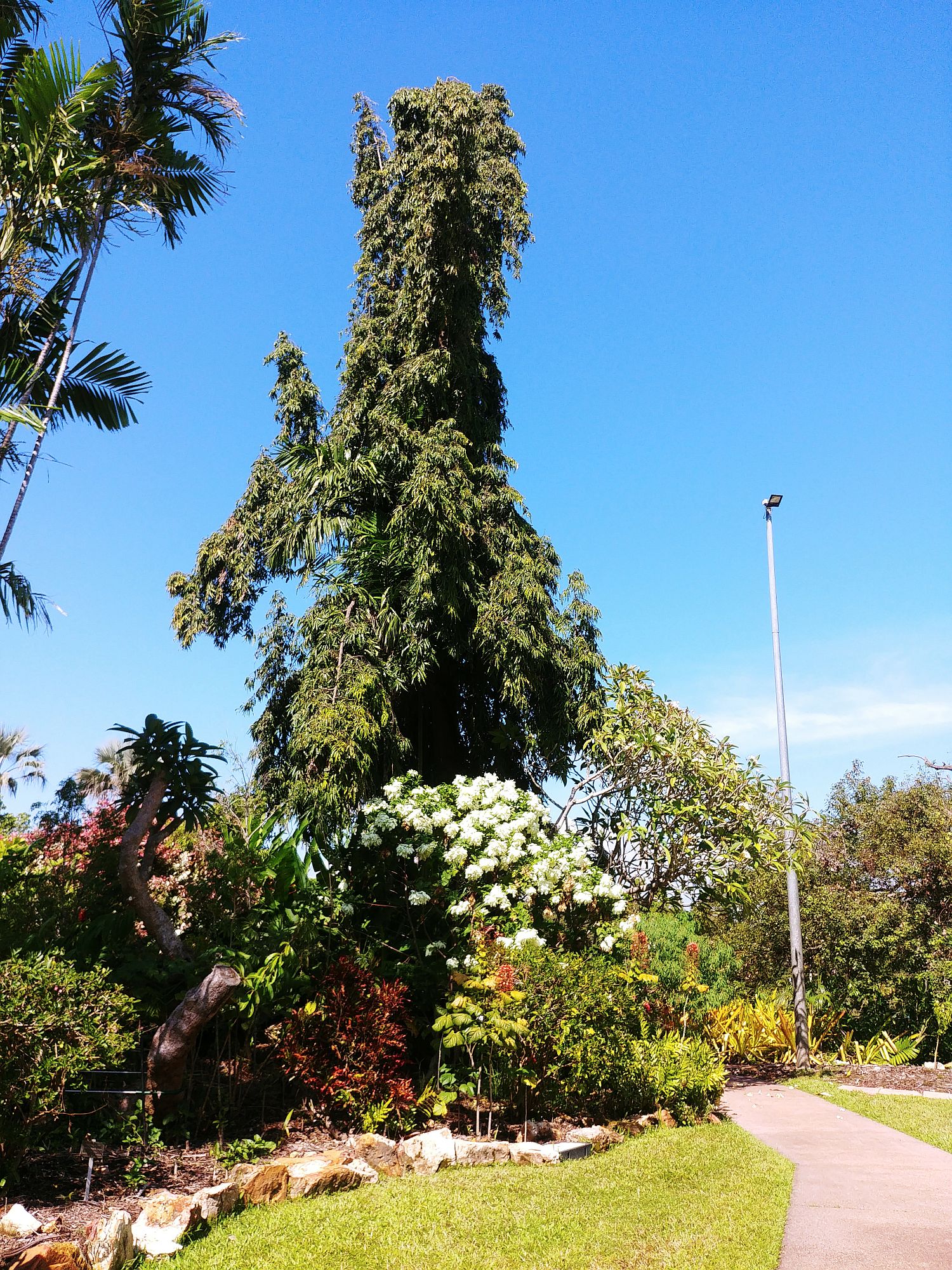 Darwin - Botanical Gardens - White flowers