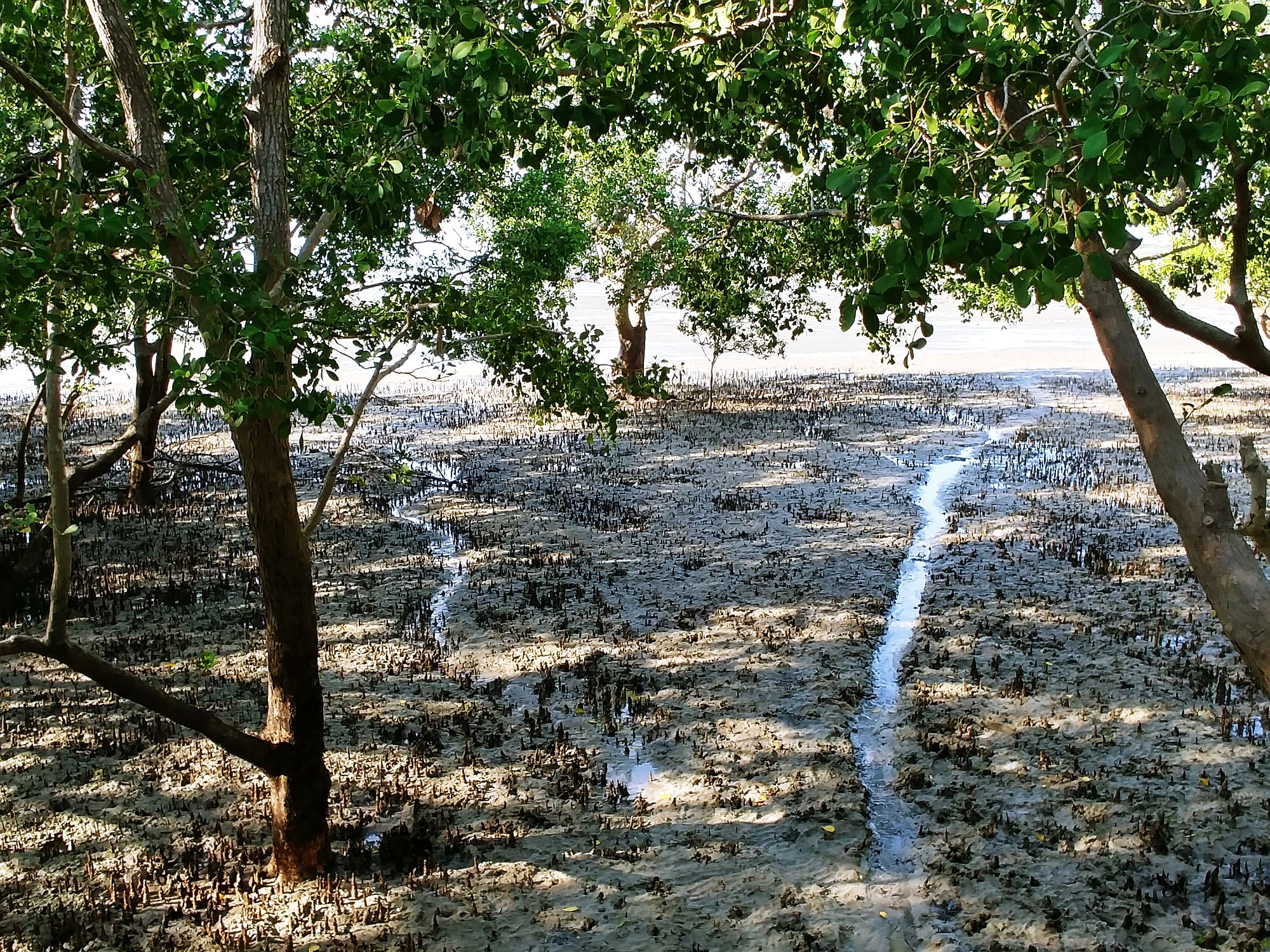 Darwin - East Point - Mangrove3