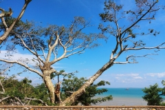 Darwin - Bicentennial Park - Dramatic Tree