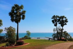 Darwin - Bicentennial Park - Palm tree