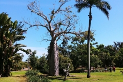 Darwin - Botanical Gardens - Baobab and palm tree