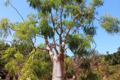 Darwin - Botanical Gardens - Baobab