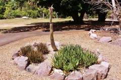 Darwin - Botanical Gardens - Desert plants
