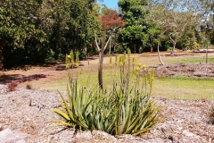 Darwin - Botanical Gardens - Desert