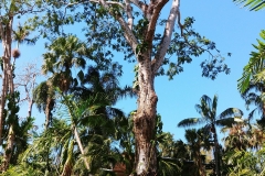 Darwin - Botanical Gardens - Dried tree