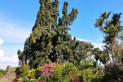 Darwin - Botanical Gardens - Flowers