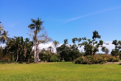 Darwin - Botanical Gardens - Lawn
