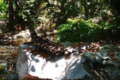 Darwin - Botanical Gardens - Metal crocodile