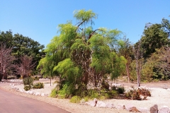 Darwin - Botanical Gardens - Other baobab