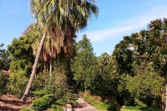 Darwin - Botanical Gardens - Palm tree and path