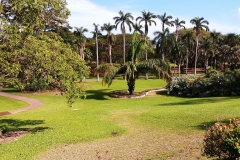 Darwin - Botanical Gardens - Palm trees