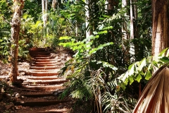Darwin - Botanical Gardens - Path in the trees