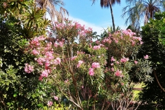 Darwin - Botanical Gardens - Pink laurel