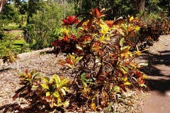 Darwin - Botanical Gardens - Red leaves