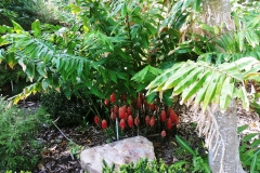 Darwin - Botanical Gardens - Red thingies