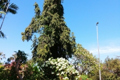Darwin - Botanical Gardens - White flowers