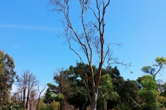 Darwin - Botanical Gardens - White tree