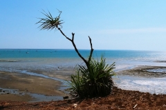 Darwin - Fannie Bay - Lonely tree