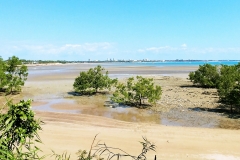 Darwin - East Point - Mangrove