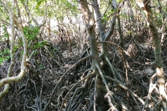 Darwin - East Point - Mangrove2