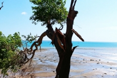 Darwin - Fannie Bay - Tree