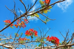 Darwin - Flowers in the sky