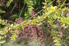 Catacachi - 05 - Pepper tree
