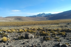 El Tatio Geyser Field - 49